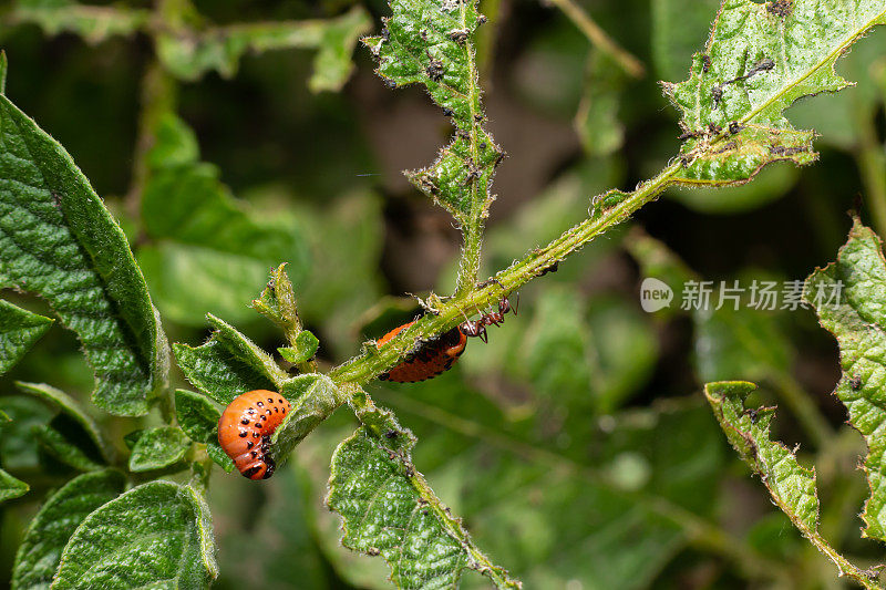 马铃薯种植被科罗拉多马铃薯甲虫的幼虫和甲虫破坏，Leptinotarsa decemlineata，也被称为科罗拉多甲虫，十条纹矛人，十条纹马铃薯甲虫